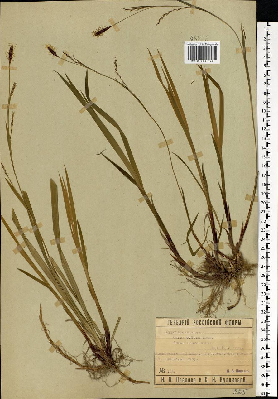 Carex pilosa Scop., Eastern Europe, Moscow region (E4a) (Russia)