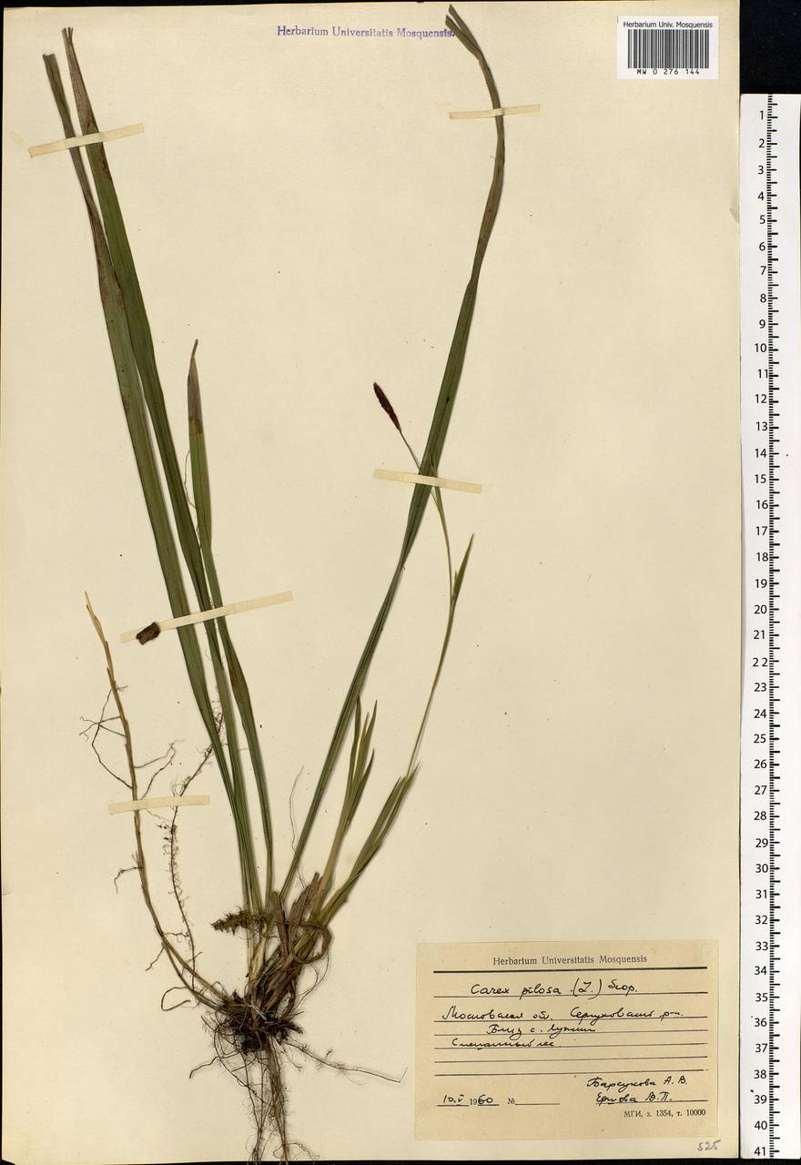 Carex pilosa Scop., Eastern Europe, Moscow region (E4a) (Russia)