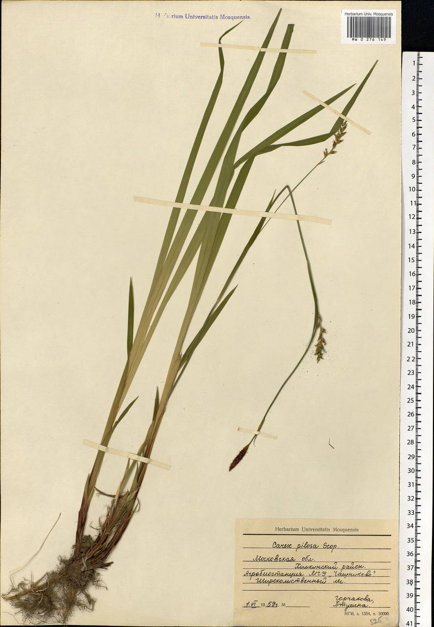 Carex pilosa Scop., Eastern Europe, Moscow region (E4a) (Russia)