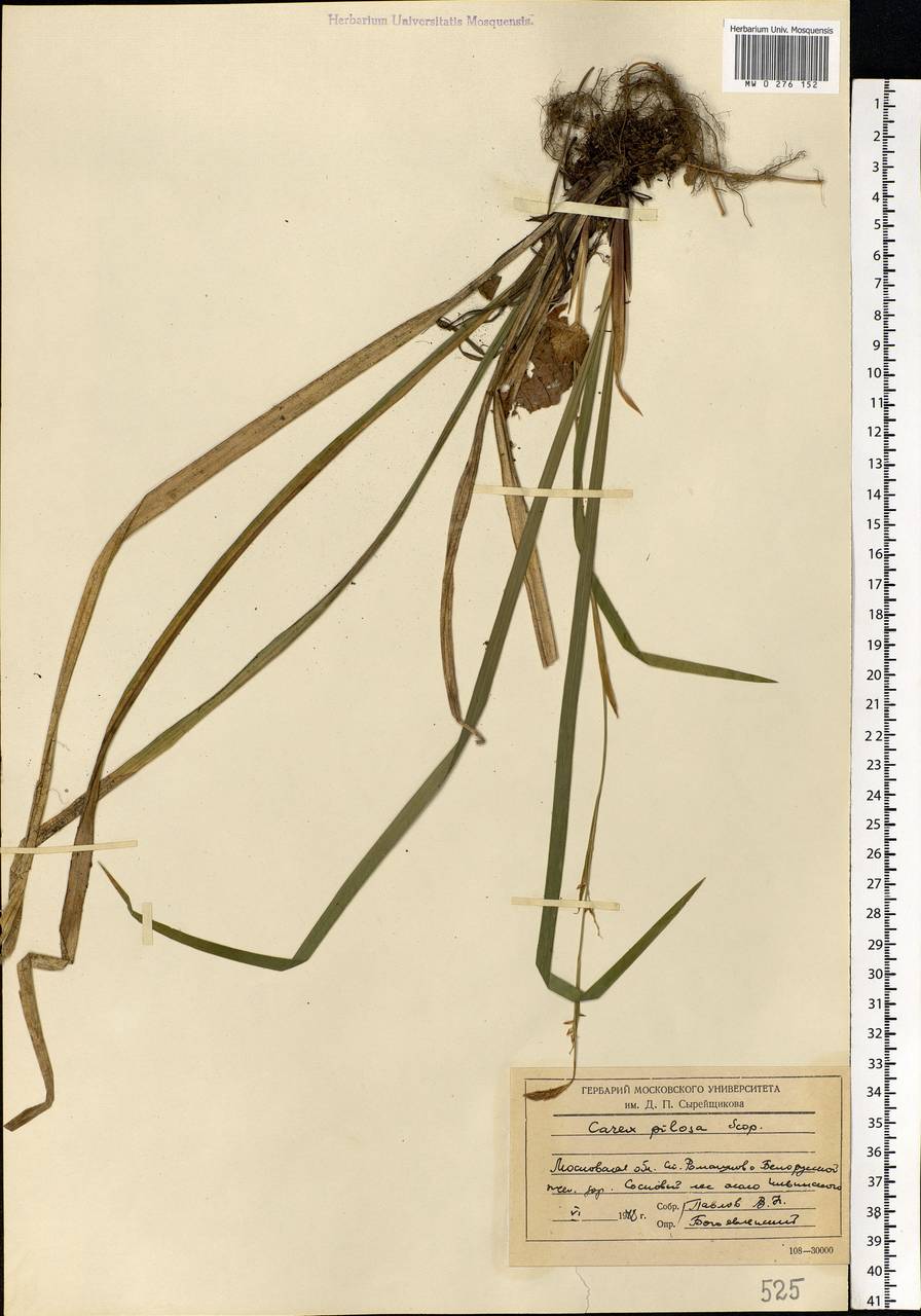 Carex pilosa Scop., Eastern Europe, Moscow region (E4a) (Russia)