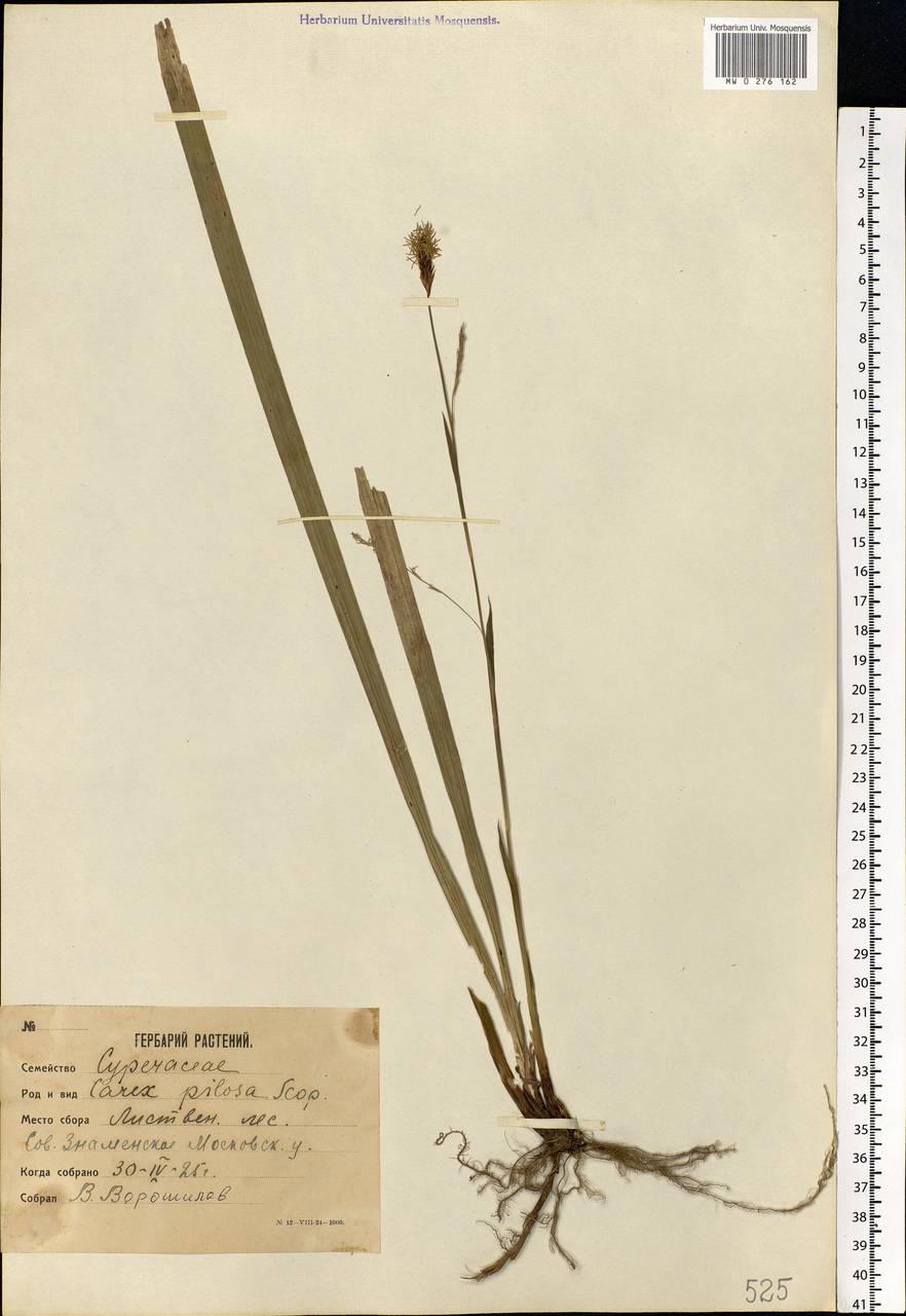 Carex pilosa Scop., Eastern Europe, Moscow region (E4a) (Russia)