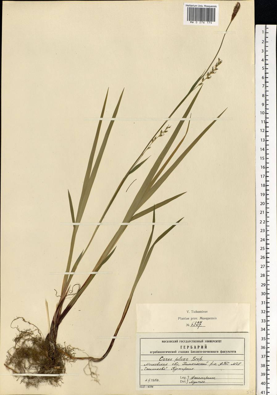 Carex pilosa Scop., Eastern Europe, Moscow region (E4a) (Russia)