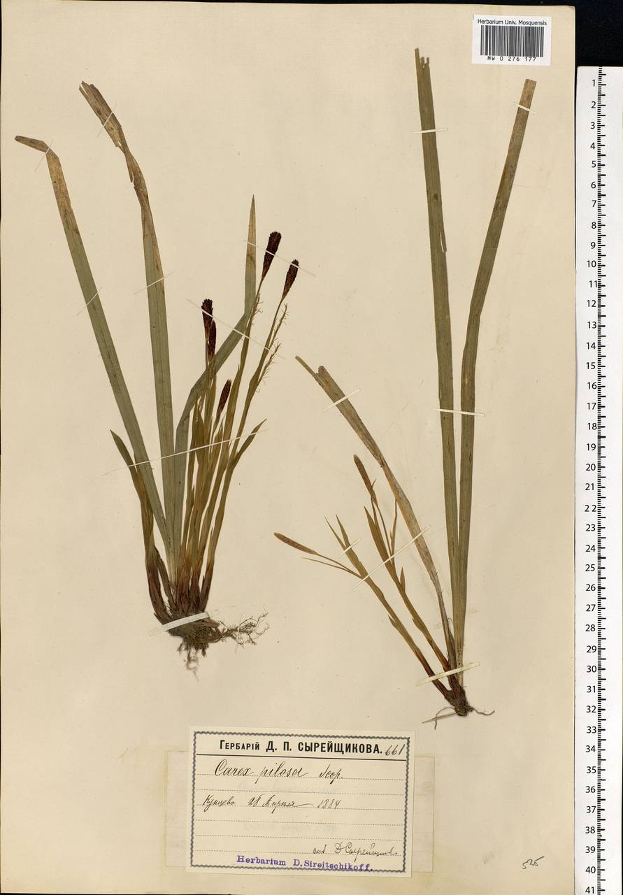 Carex pilosa Scop., Eastern Europe, Moscow region (E4a) (Russia)