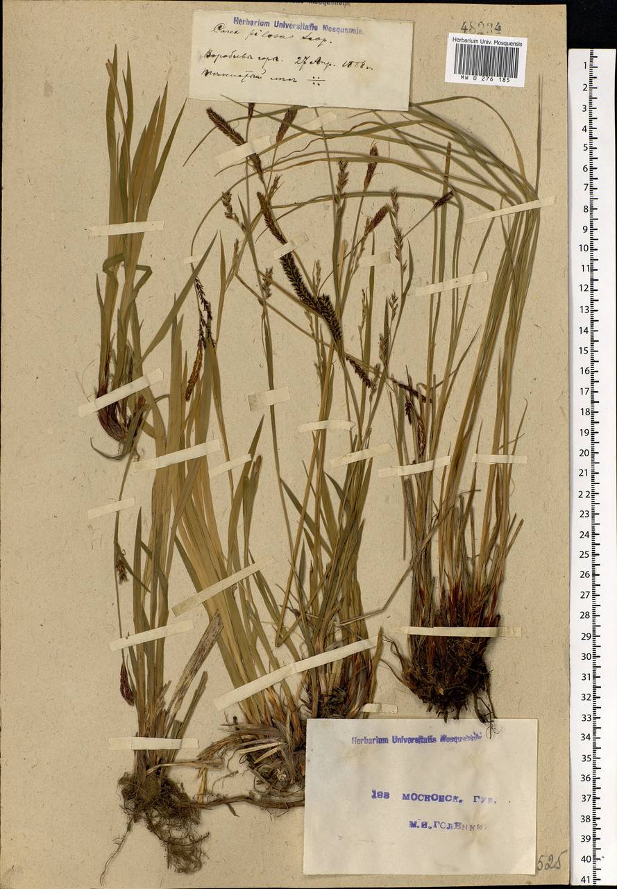 Carex pilosa Scop., Eastern Europe, Moscow region (E4a) (Russia)