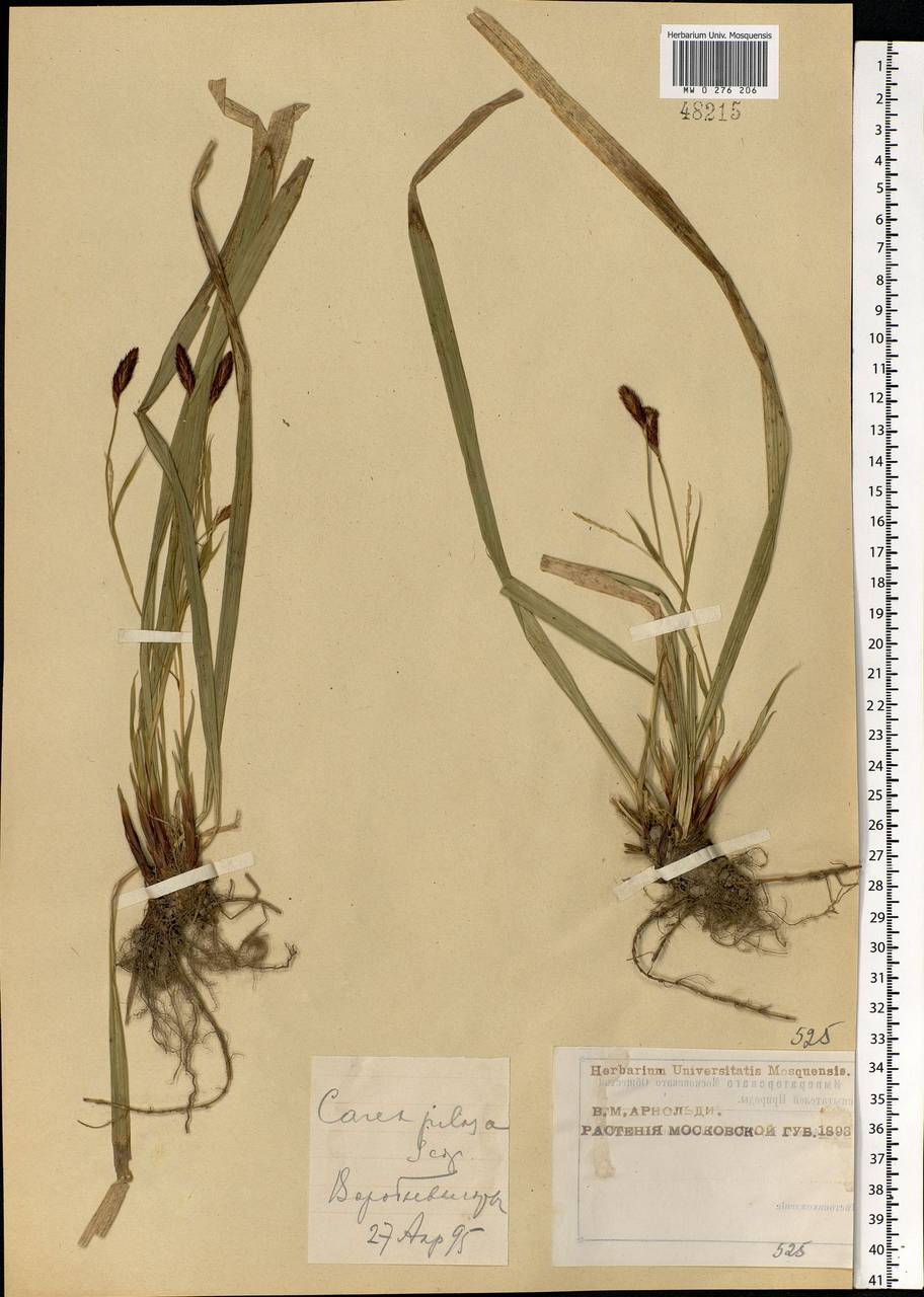 Carex pilosa Scop., Eastern Europe, Moscow region (E4a) (Russia)