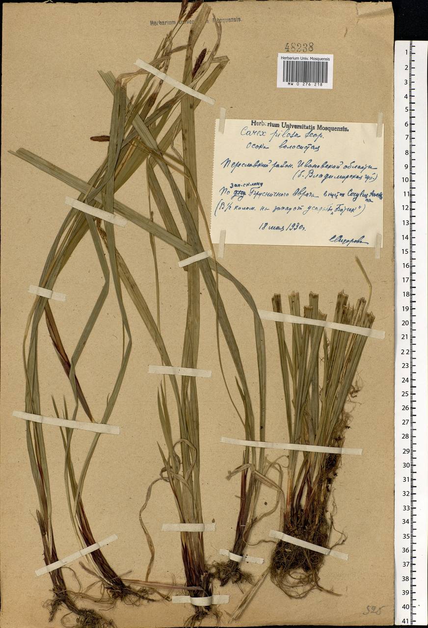 Carex pilosa Scop., Eastern Europe, Central forest region (E5) (Russia)