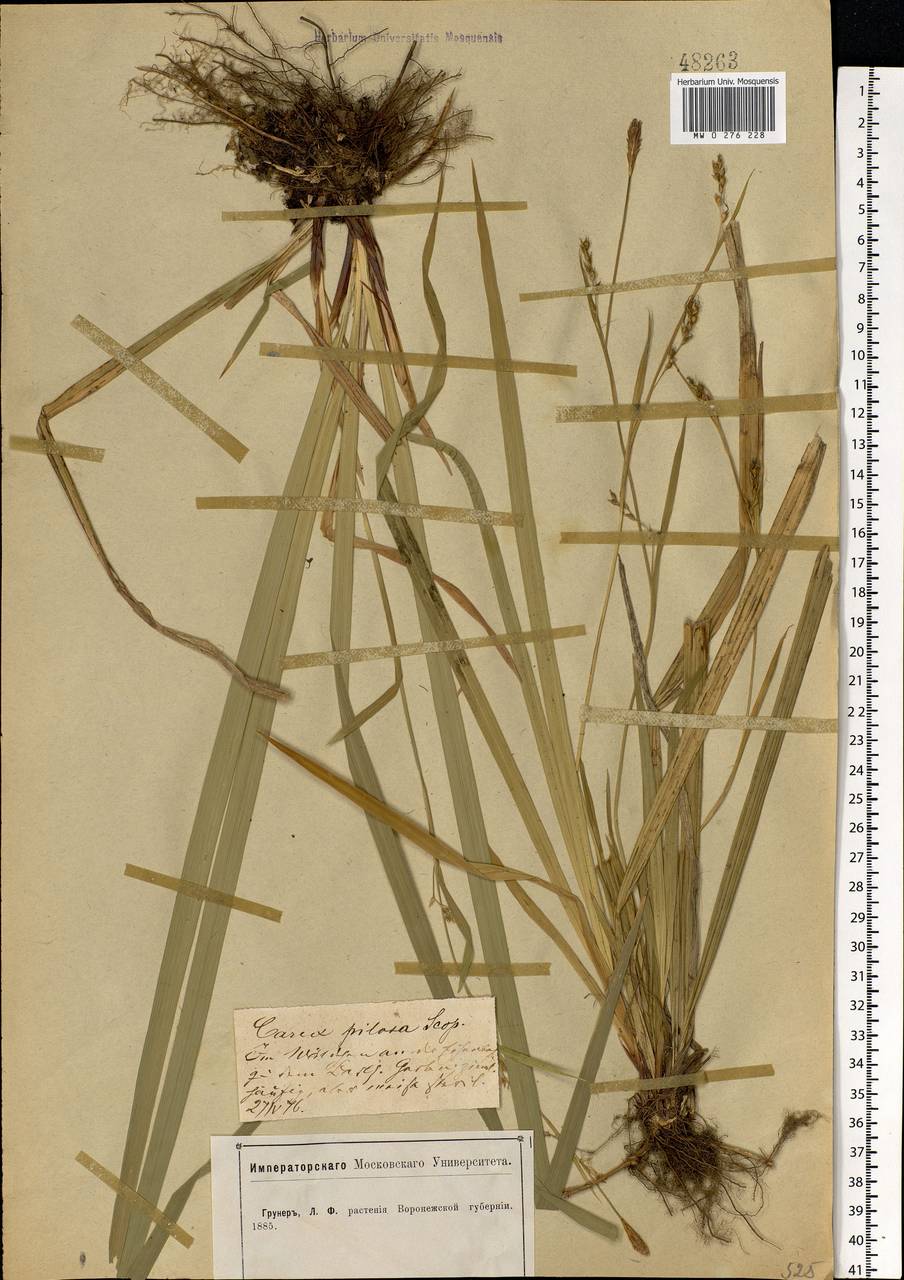 Carex pilosa Scop., Eastern Europe, Central forest-and-steppe region (E6) (Russia)