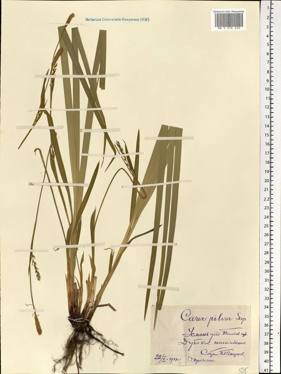 Carex pilosa Scop., Eastern Europe, Central forest-and-steppe region (E6) (Russia)