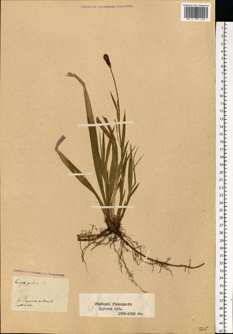Carex pilosa Scop., Eastern Europe, Central forest-and-steppe region (E6) (Russia)