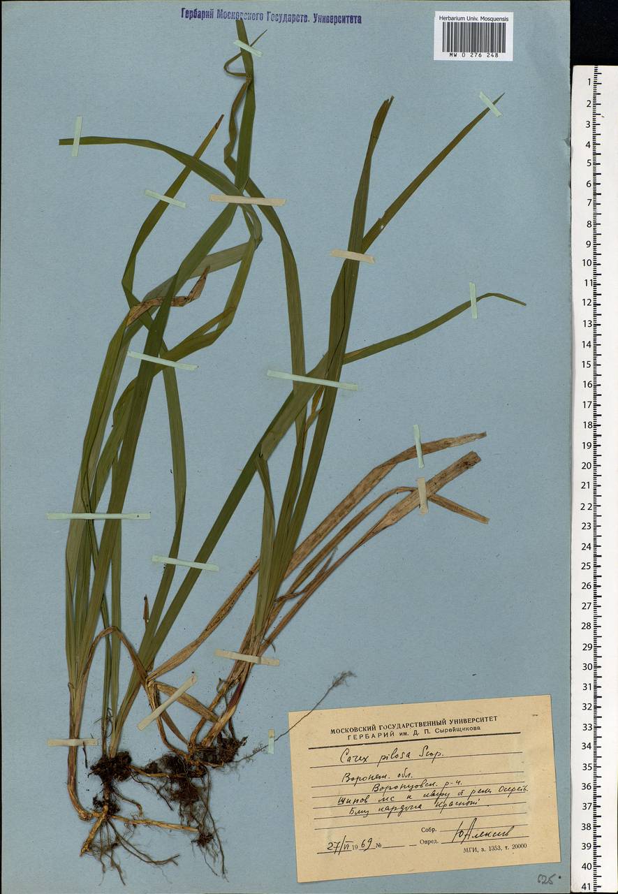 Carex pilosa Scop., Eastern Europe, Central forest-and-steppe region (E6) (Russia)