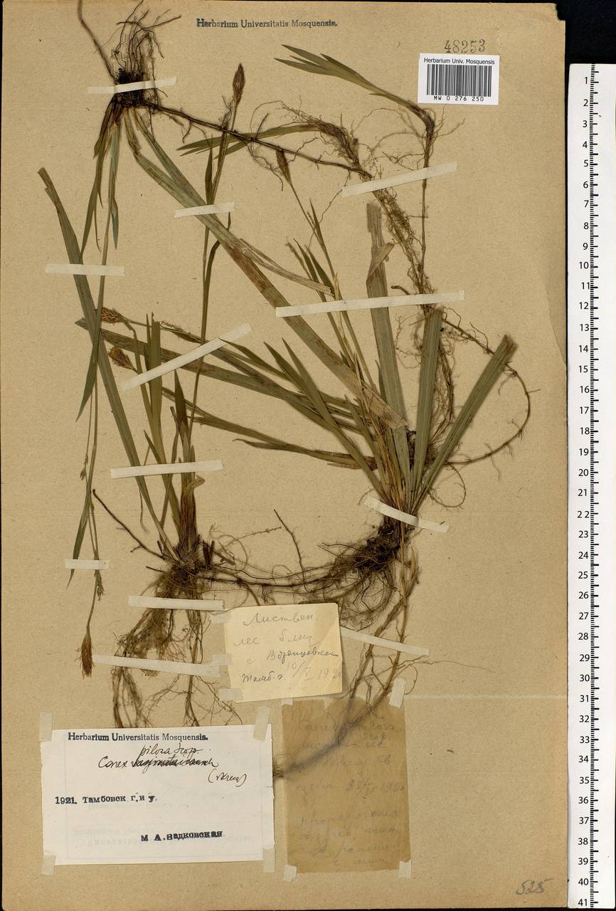 Carex pilosa Scop., Eastern Europe, Central forest-and-steppe region (E6) (Russia)