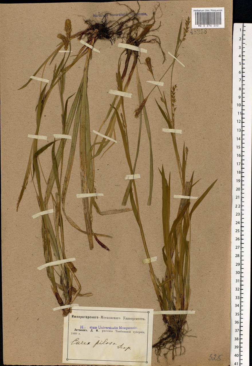 Carex pilosa Scop., Eastern Europe, Central forest-and-steppe region (E6) (Russia)
