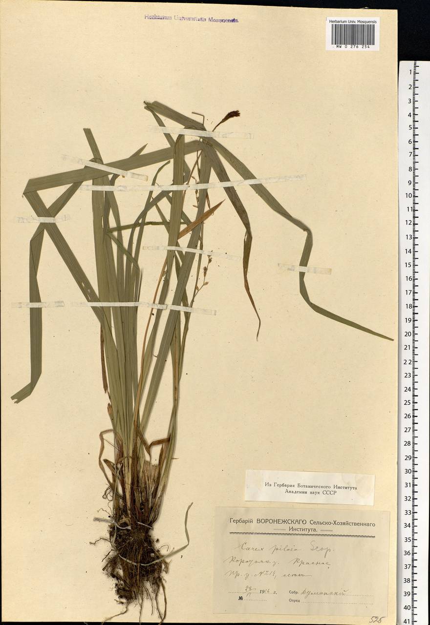 Carex pilosa Scop., Eastern Europe, Central forest-and-steppe region (E6) (Russia)