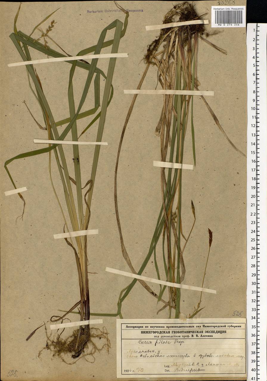 Carex pilosa Scop., Eastern Europe, Volga-Kama region (E7) (Russia)