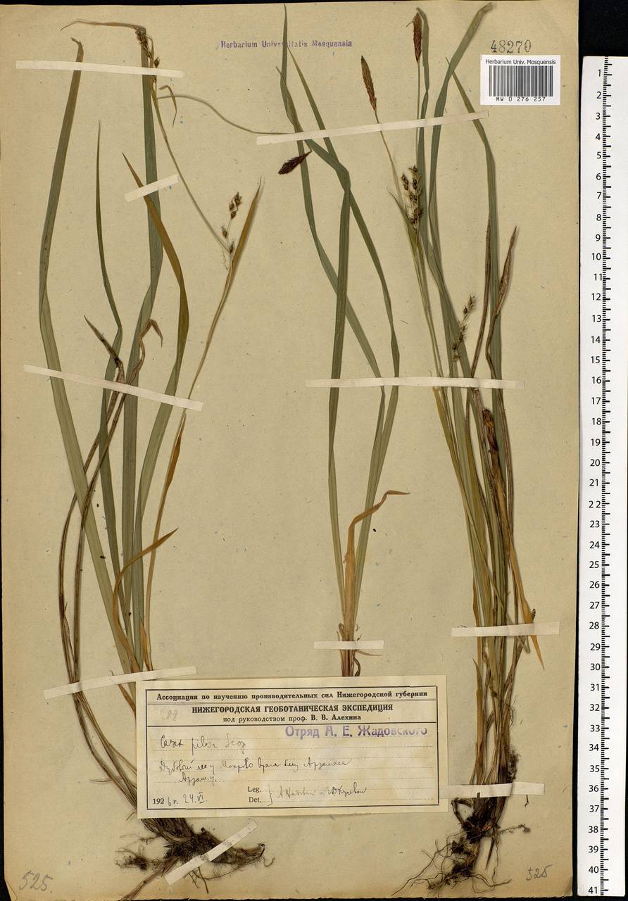 Carex pilosa Scop., Eastern Europe, Volga-Kama region (E7) (Russia)