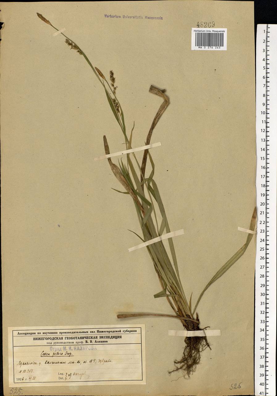 Carex pilosa Scop., Eastern Europe, Volga-Kama region (E7) (Russia)