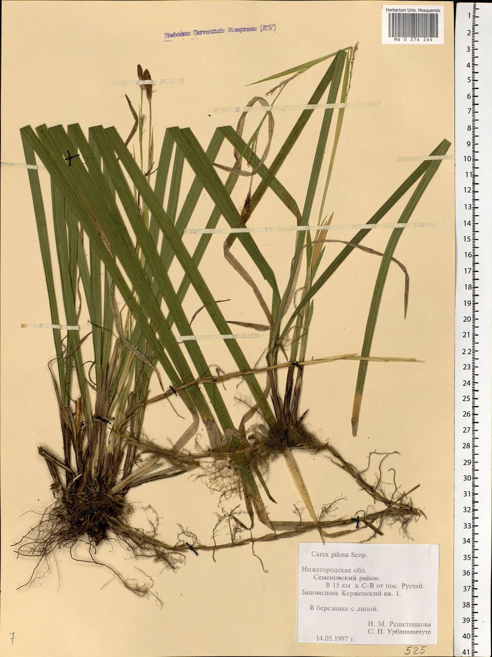 Carex pilosa Scop., Eastern Europe, Volga-Kama region (E7) (Russia)