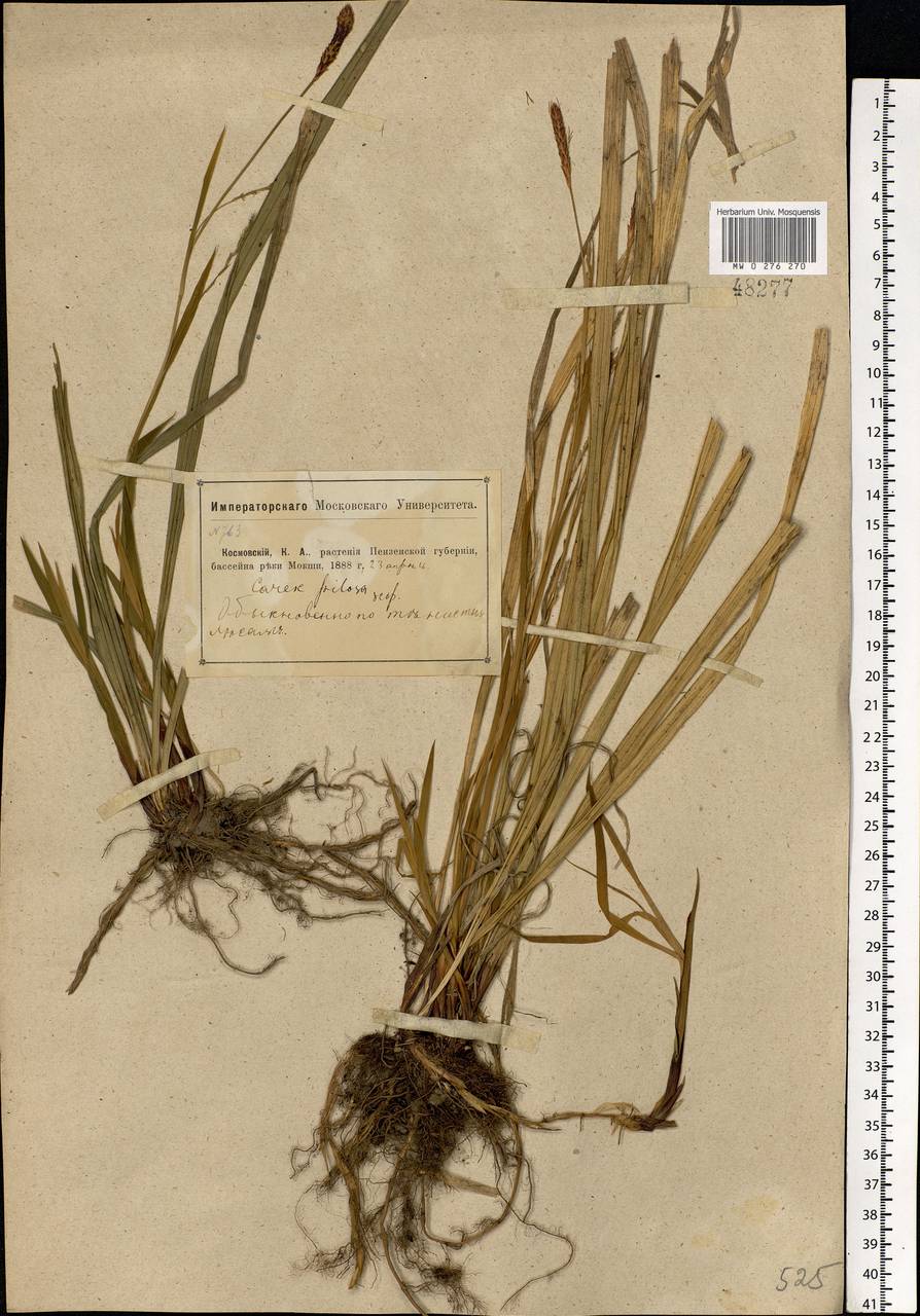 Carex pilosa Scop., Eastern Europe, Middle Volga region (E8) (Russia)