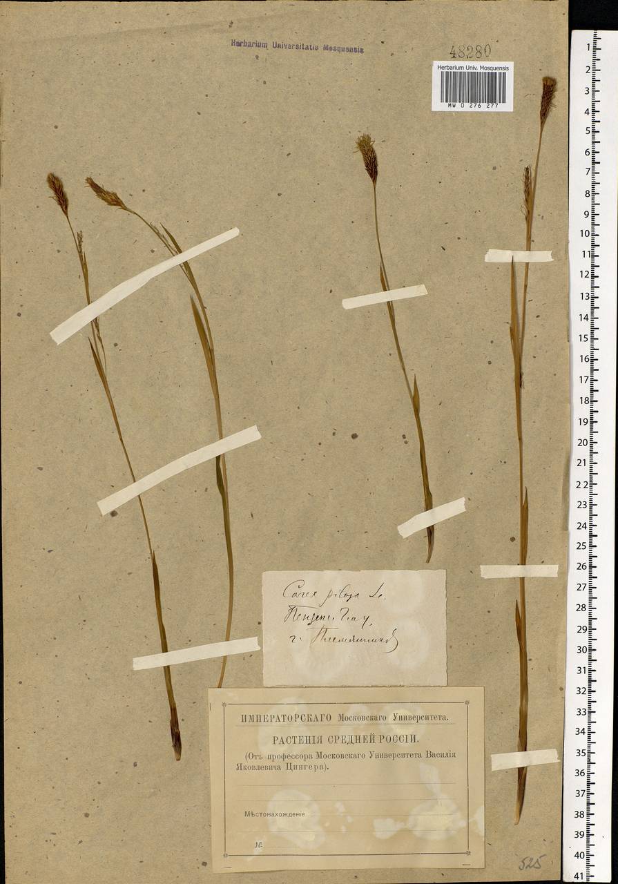 Carex pilosa Scop., Eastern Europe, Middle Volga region (E8) (Russia)