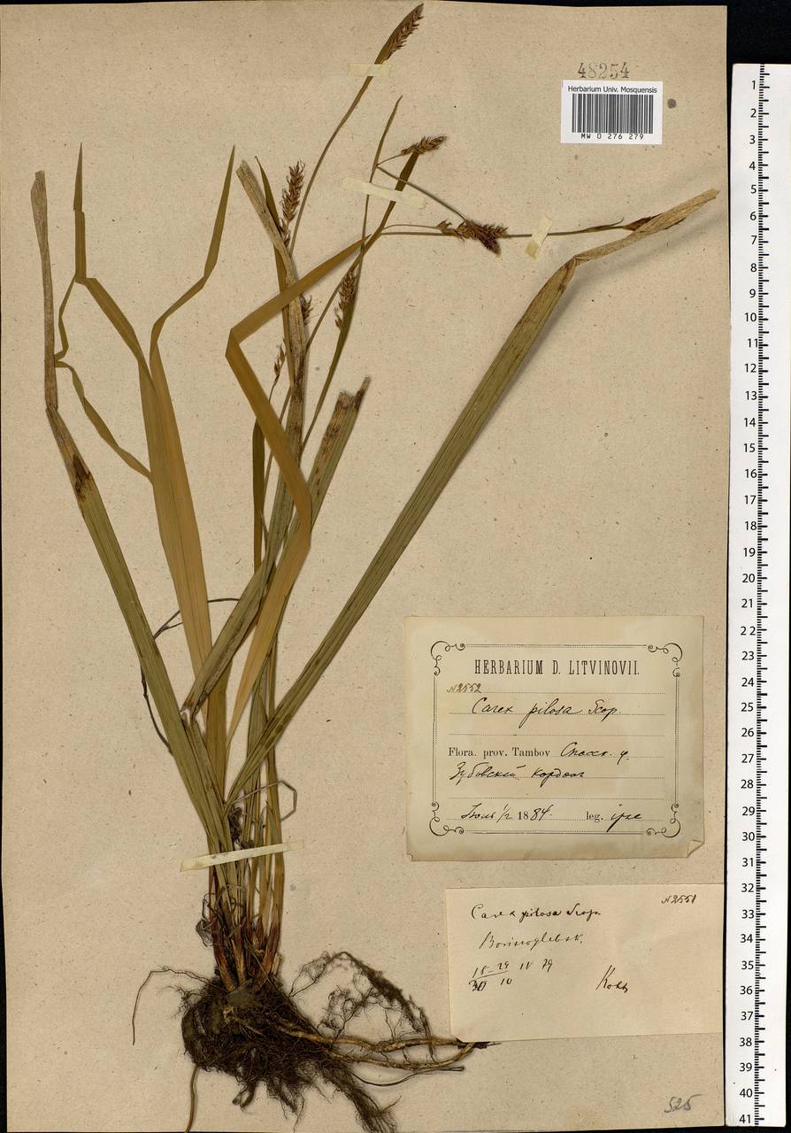 Carex pilosa Scop., Eastern Europe, Middle Volga region (E8) (Russia)