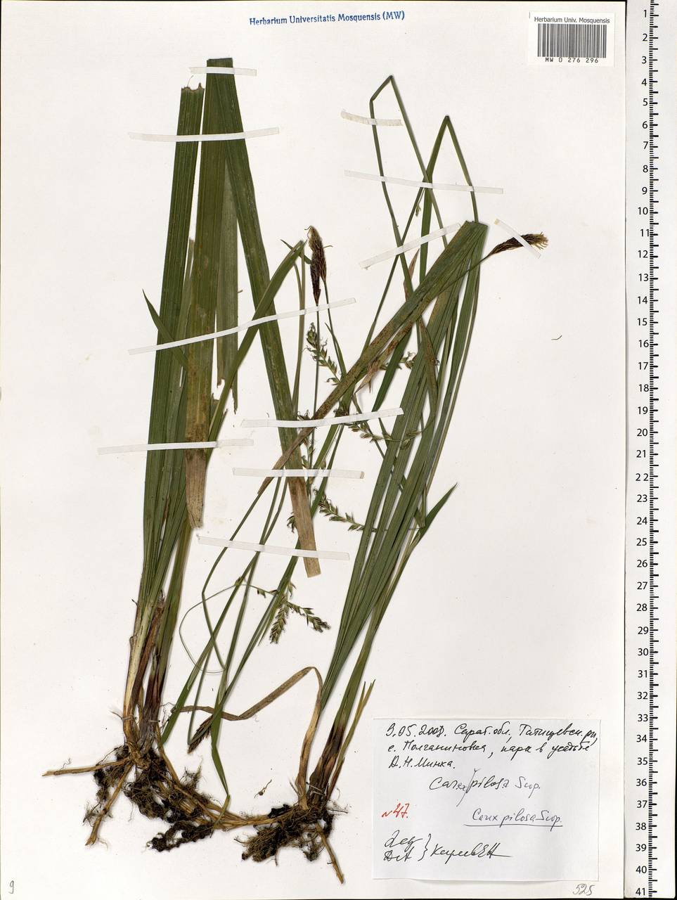 Carex pilosa Scop., Eastern Europe, Lower Volga region (E9) (Russia)