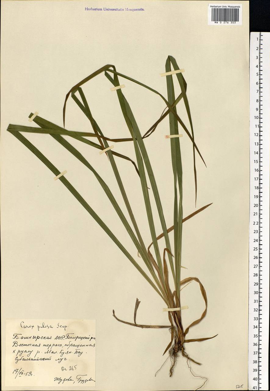 Carex pilosa Scop., Eastern Europe, Eastern region (E10) (Russia)