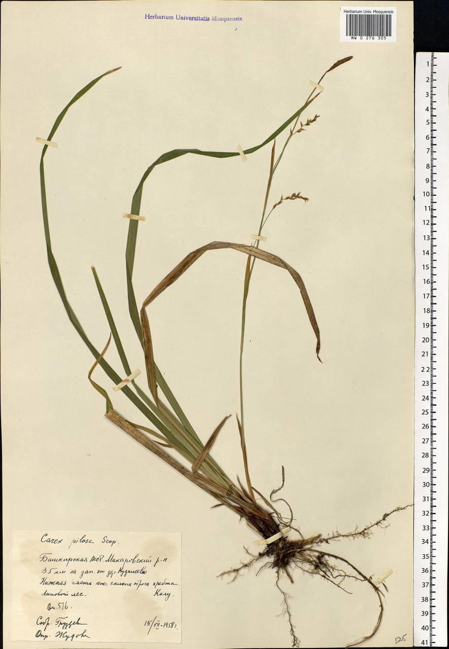 Carex pilosa Scop., Eastern Europe, Eastern region (E10) (Russia)