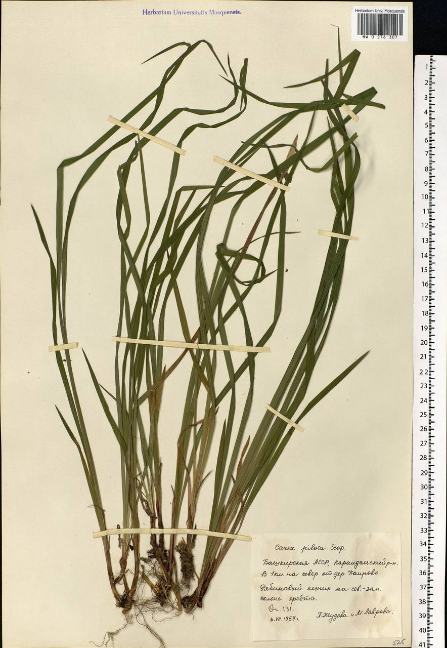 Carex pilosa Scop., Eastern Europe, Eastern region (E10) (Russia)