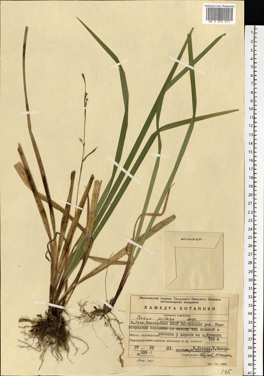 Carex pilosa Scop., Eastern Europe, Eastern region (E10) (Russia)
