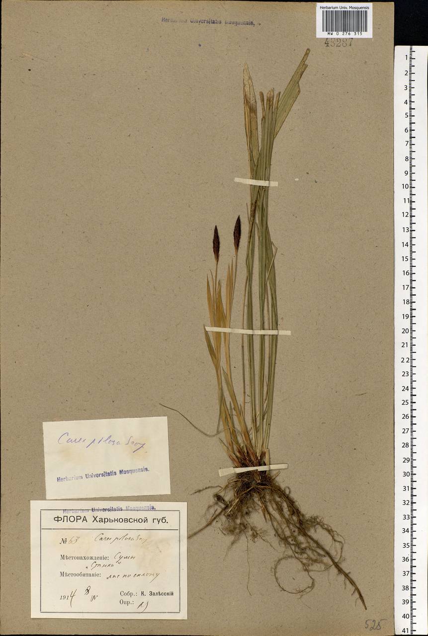 Carex pilosa Scop., Eastern Europe, North Ukrainian region (E11) (Ukraine)