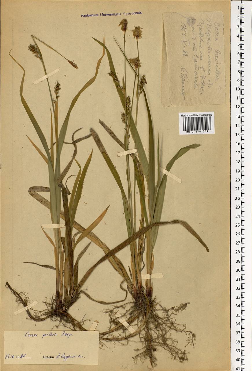 Carex pilosa Scop., Eastern Europe, South Ukrainian region (E12) (Ukraine)