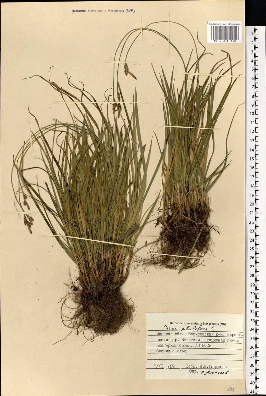 Carex pilulifera L., Eastern Europe, Belarus (E3a) (Belarus)