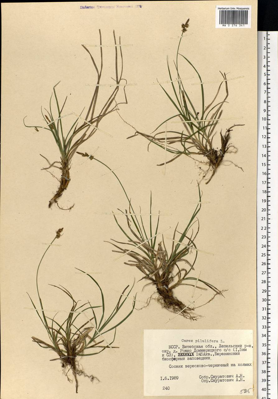 Carex pilulifera L., Eastern Europe, Belarus (E3a) (Belarus)