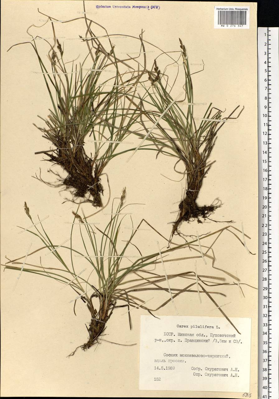 Carex pilulifera L., Eastern Europe, Belarus (E3a) (Belarus)