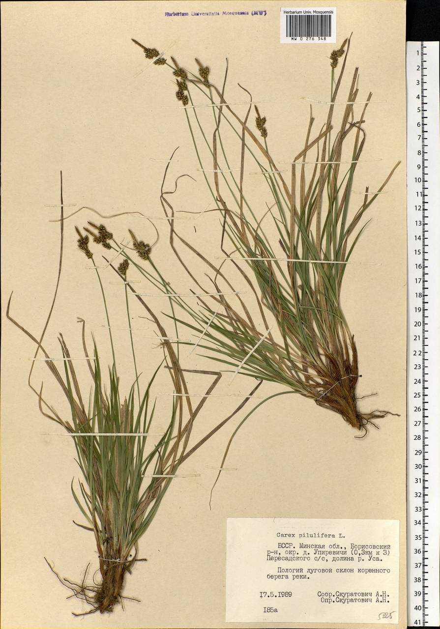 Carex pilulifera L., Eastern Europe, Belarus (E3a) (Belarus)
