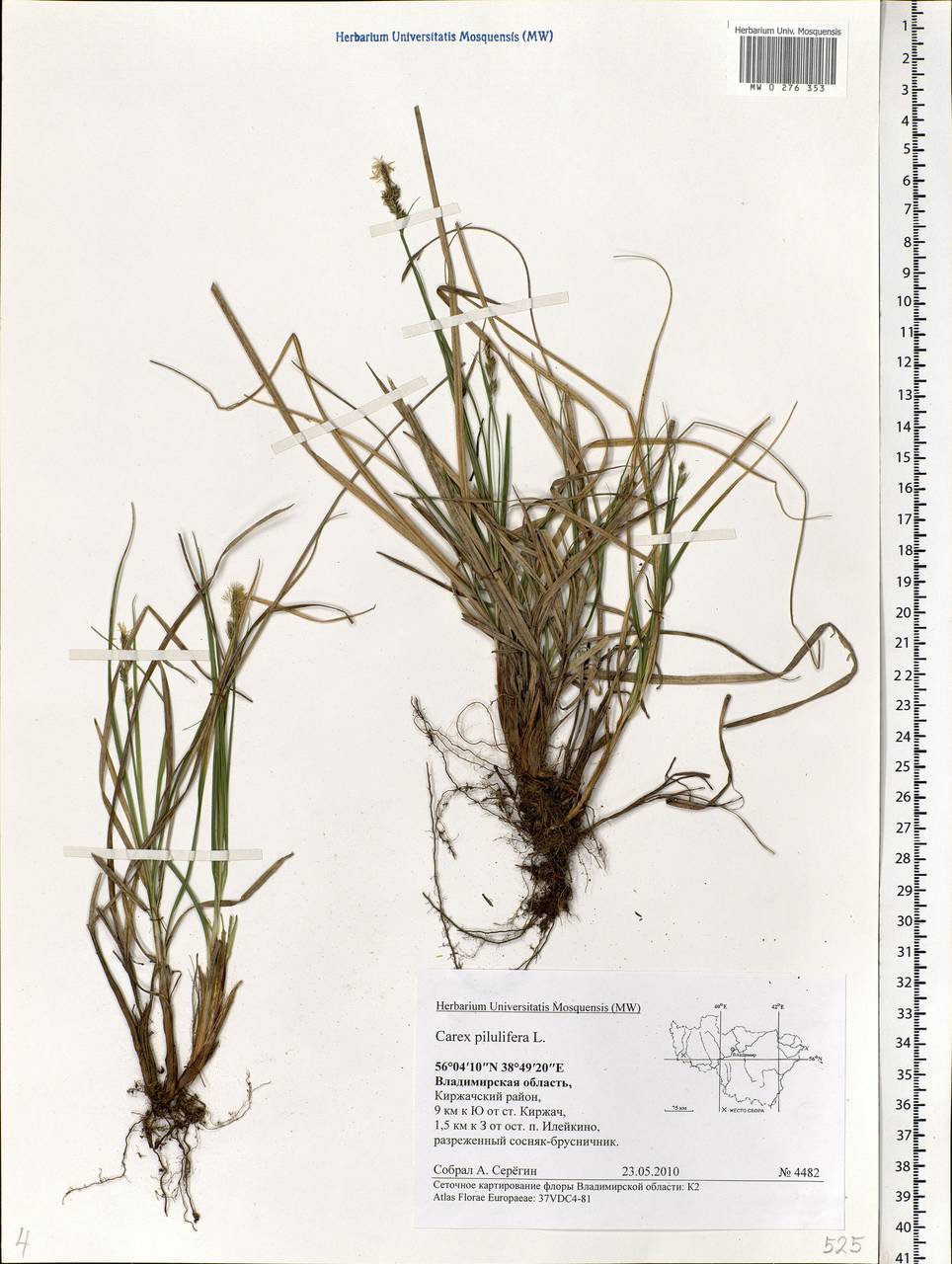 Carex pilulifera L., Eastern Europe, Central region (E4) (Russia)