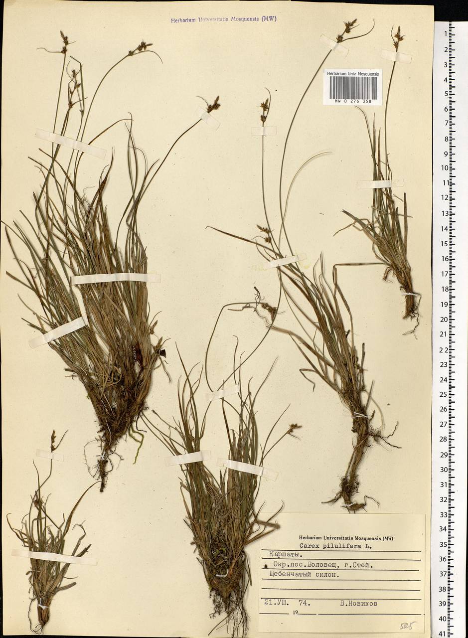 Carex pilulifera L., Eastern Europe, West Ukrainian region (E13) (Ukraine)