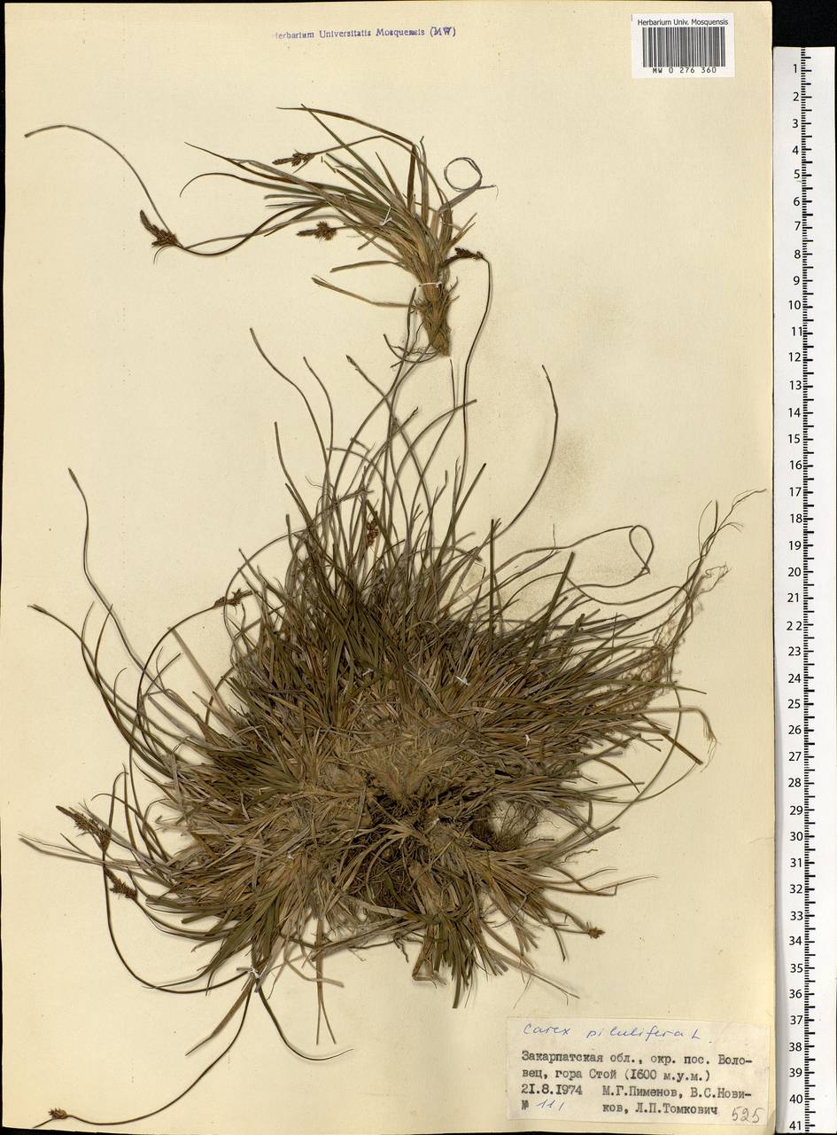 Carex pilulifera L., Eastern Europe, West Ukrainian region (E13) (Ukraine)