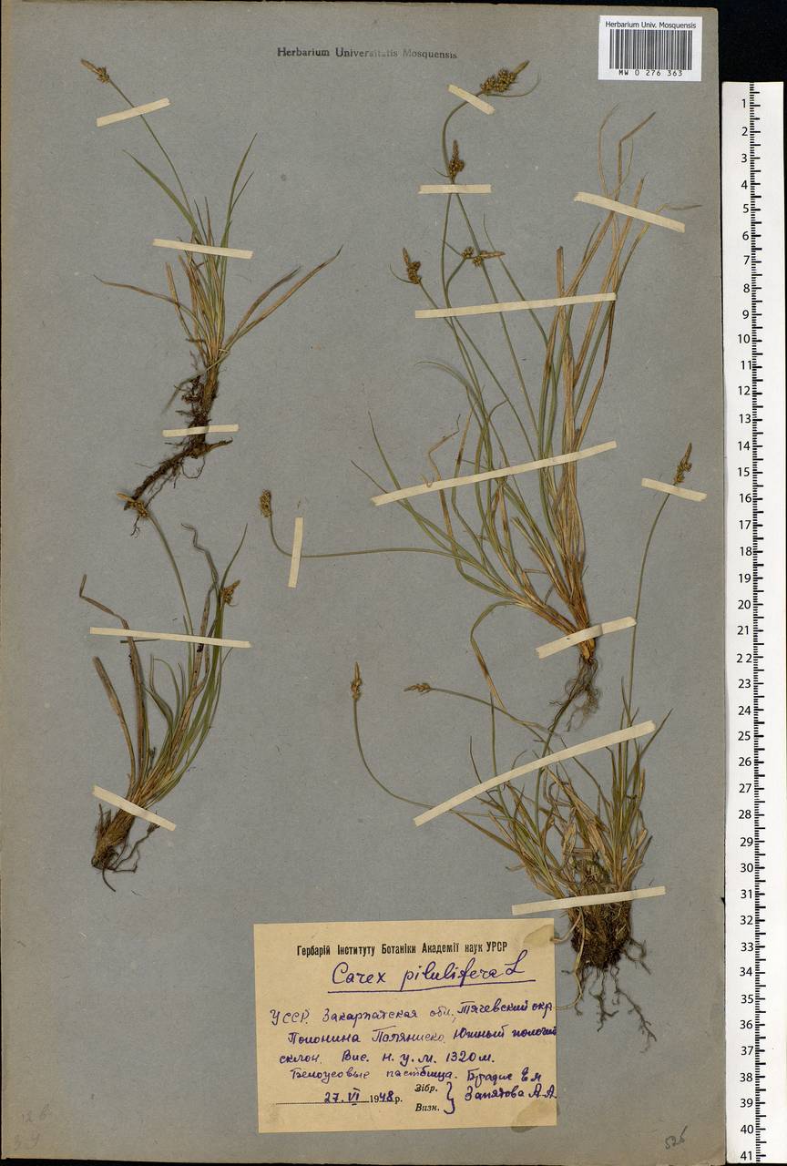 Carex pilulifera L., Eastern Europe, West Ukrainian region (E13) (Ukraine)