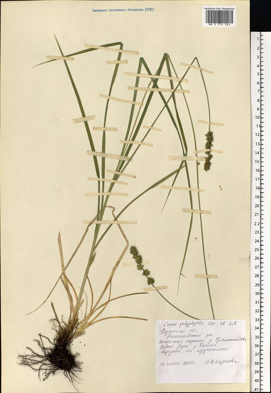 Carex polyphylla Kar. & Kir., Eastern Europe, Central region (E4) (Russia)