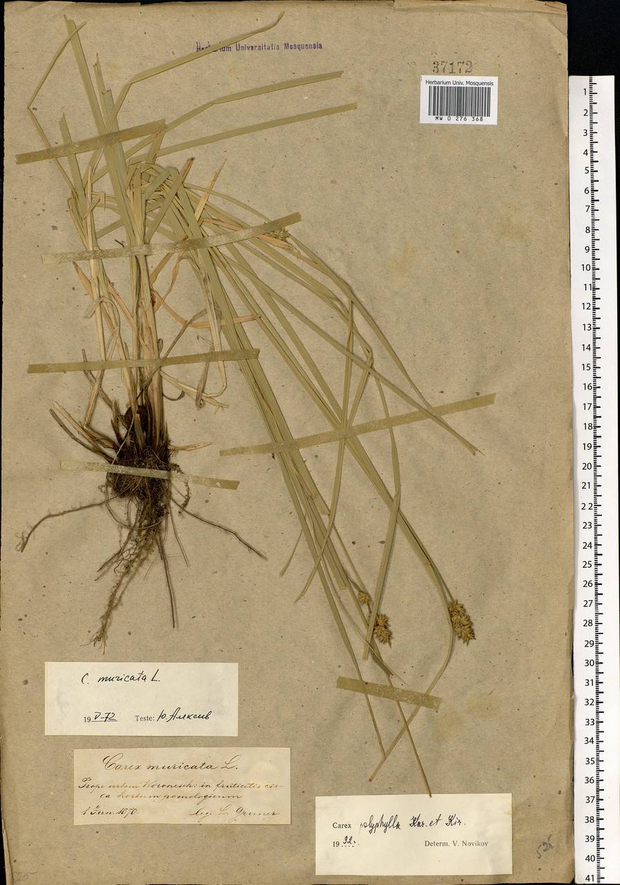 Carex polyphylla Kar. & Kir., Eastern Europe, Central forest-and-steppe region (E6) (Russia)