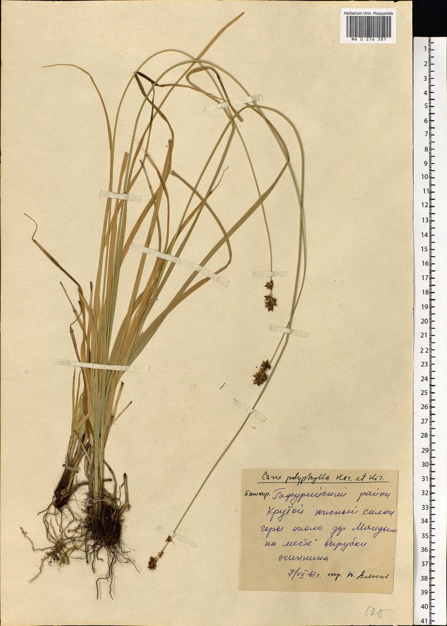 Carex polyphylla Kar. & Kir., Eastern Europe, Eastern region (E10) (Russia)