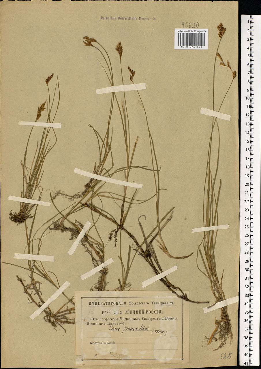 Carex praecox Schreb., Eastern Europe (no precise locality) (E0) (Russia)