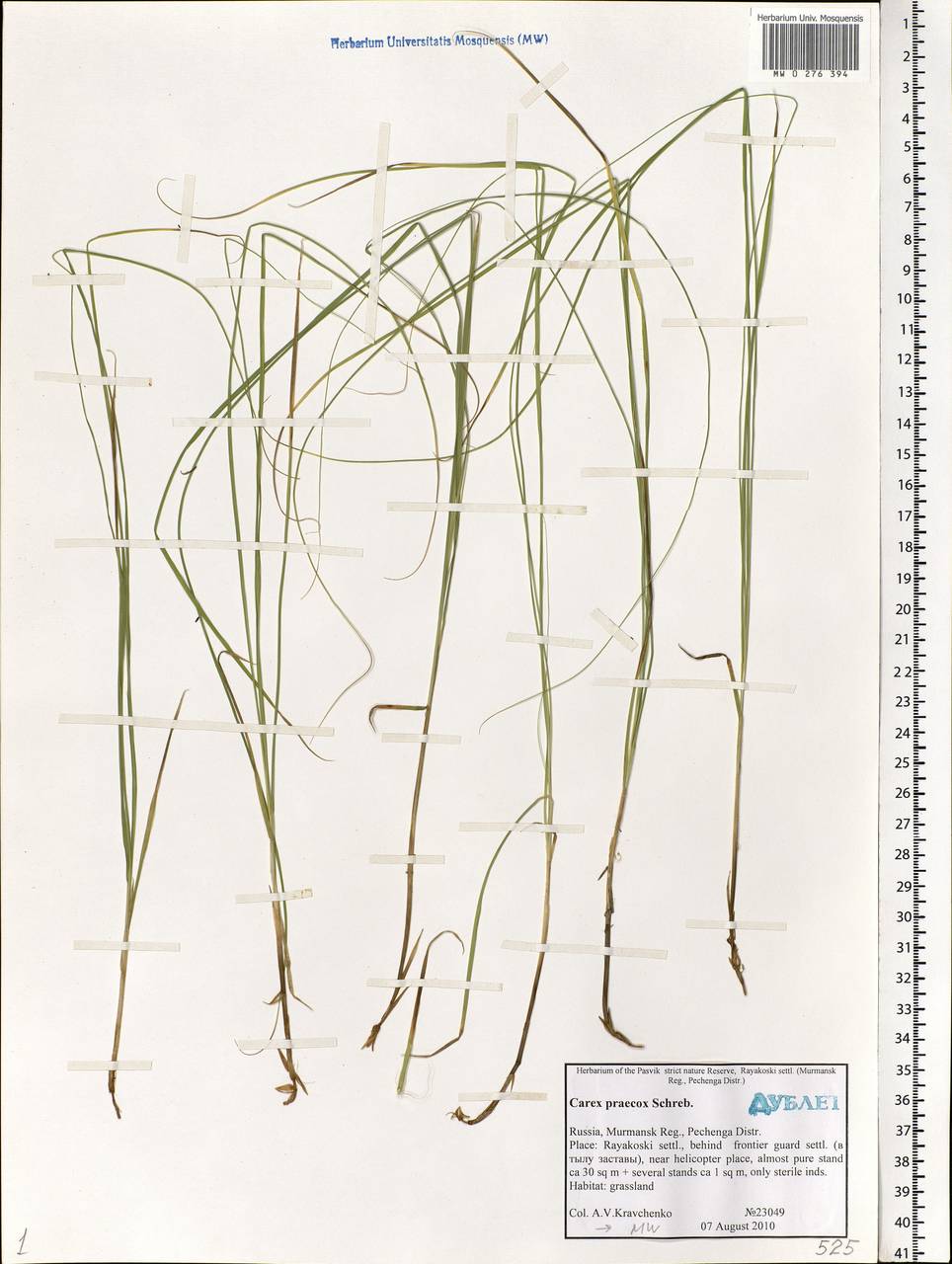 Carex praecox Schreb., Eastern Europe, Northern region (E1) (Russia)