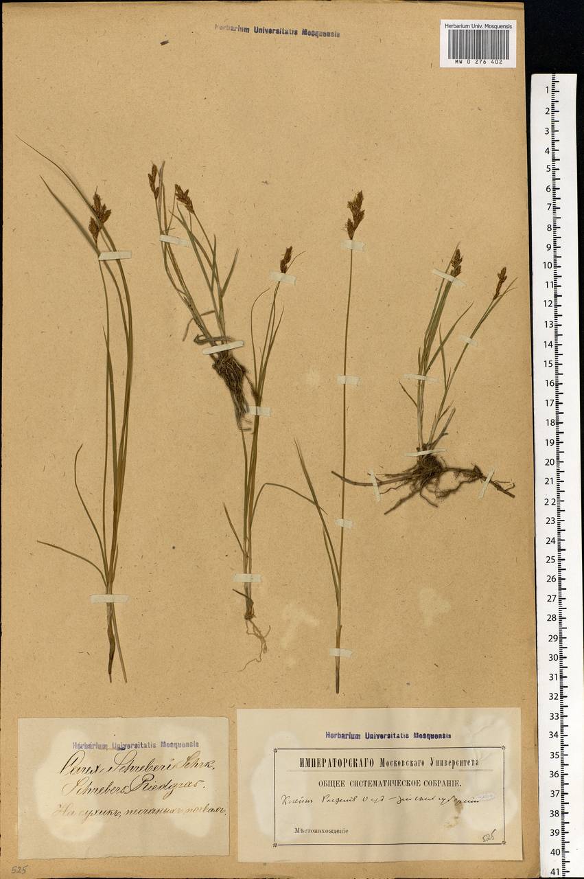 Carex praecox Schreb., Eastern Europe, Latvia (E2b) (Latvia)