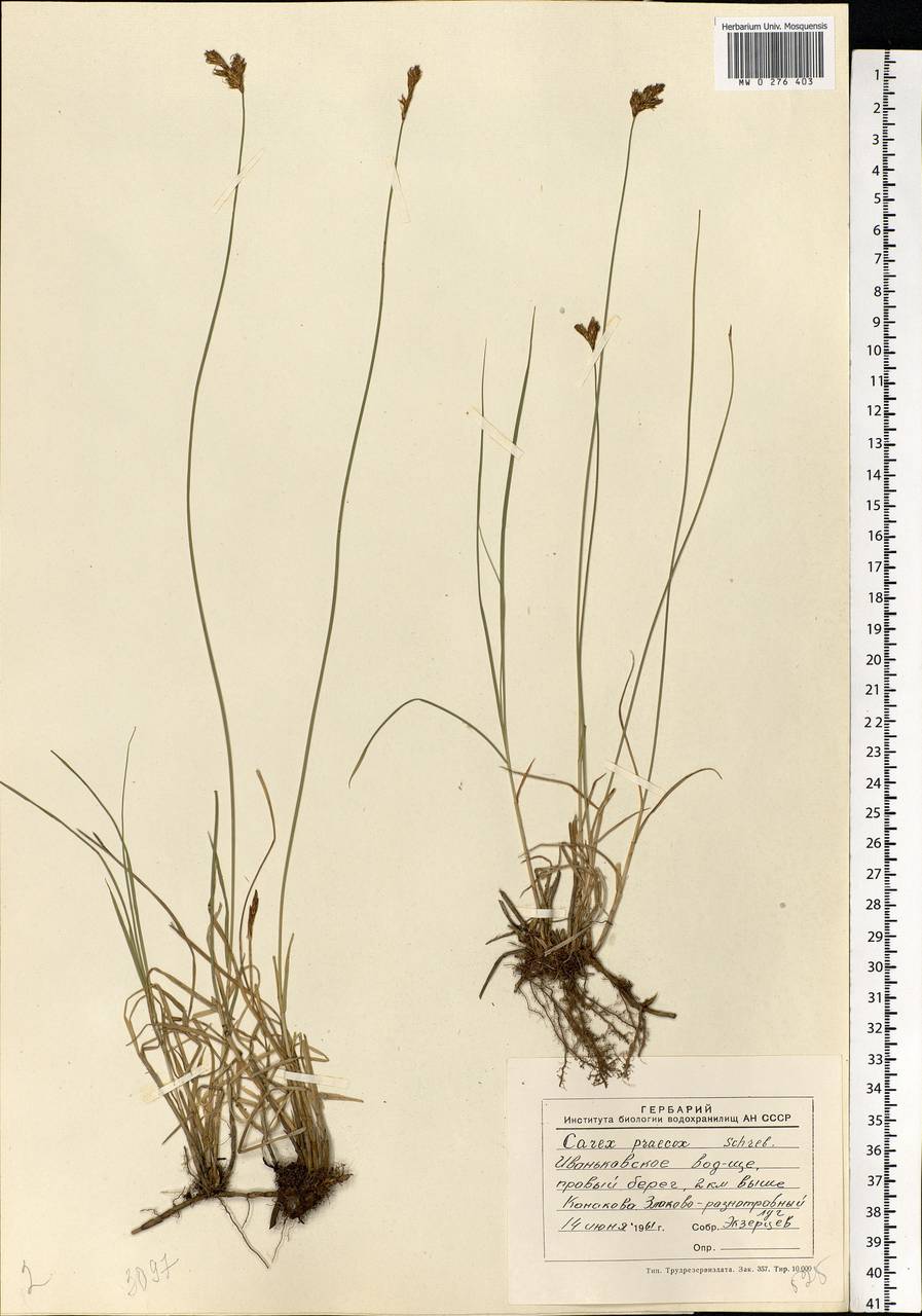 Carex praecox Schreb., Eastern Europe, North-Western region (E2) (Russia)