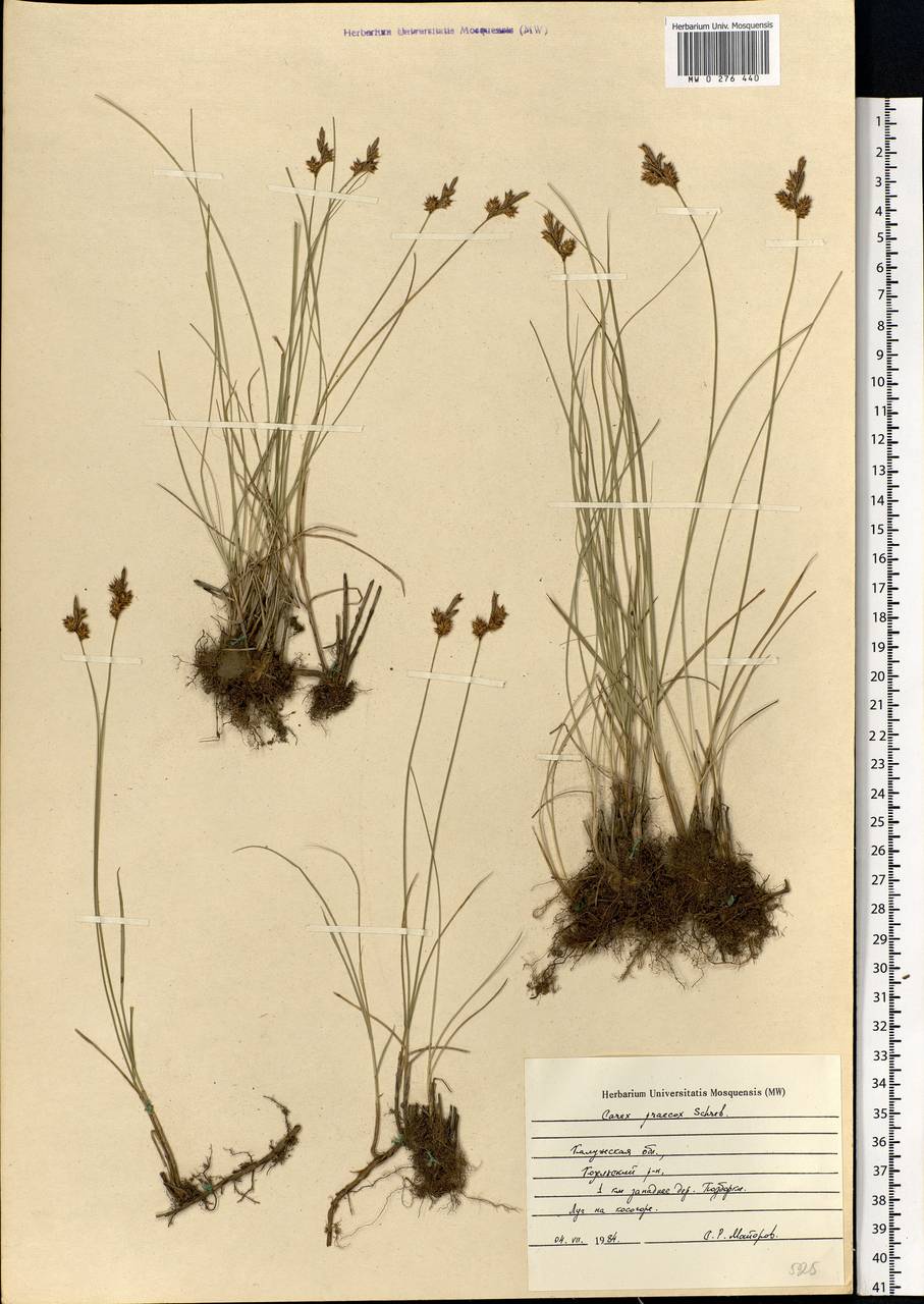 Carex praecox Schreb., Eastern Europe, Central region (E4) (Russia)