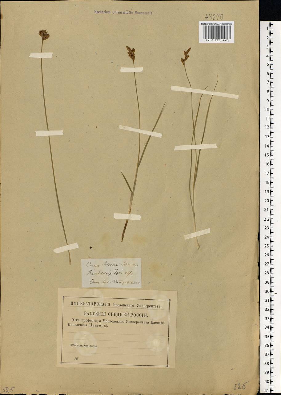 Carex praecox Schreb., Eastern Europe, Central region (E4) (Russia)