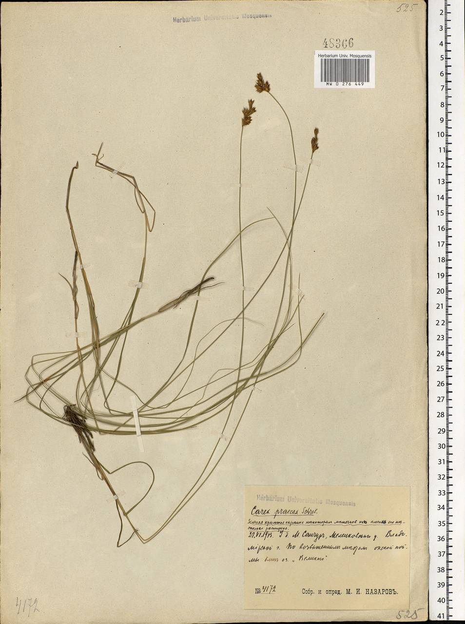 Carex praecox Schreb., Eastern Europe, Central region (E4) (Russia)