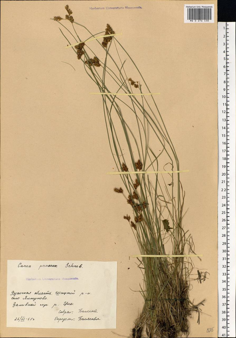 Carex praecox Schreb., Eastern Europe, Central region (E4) (Russia)